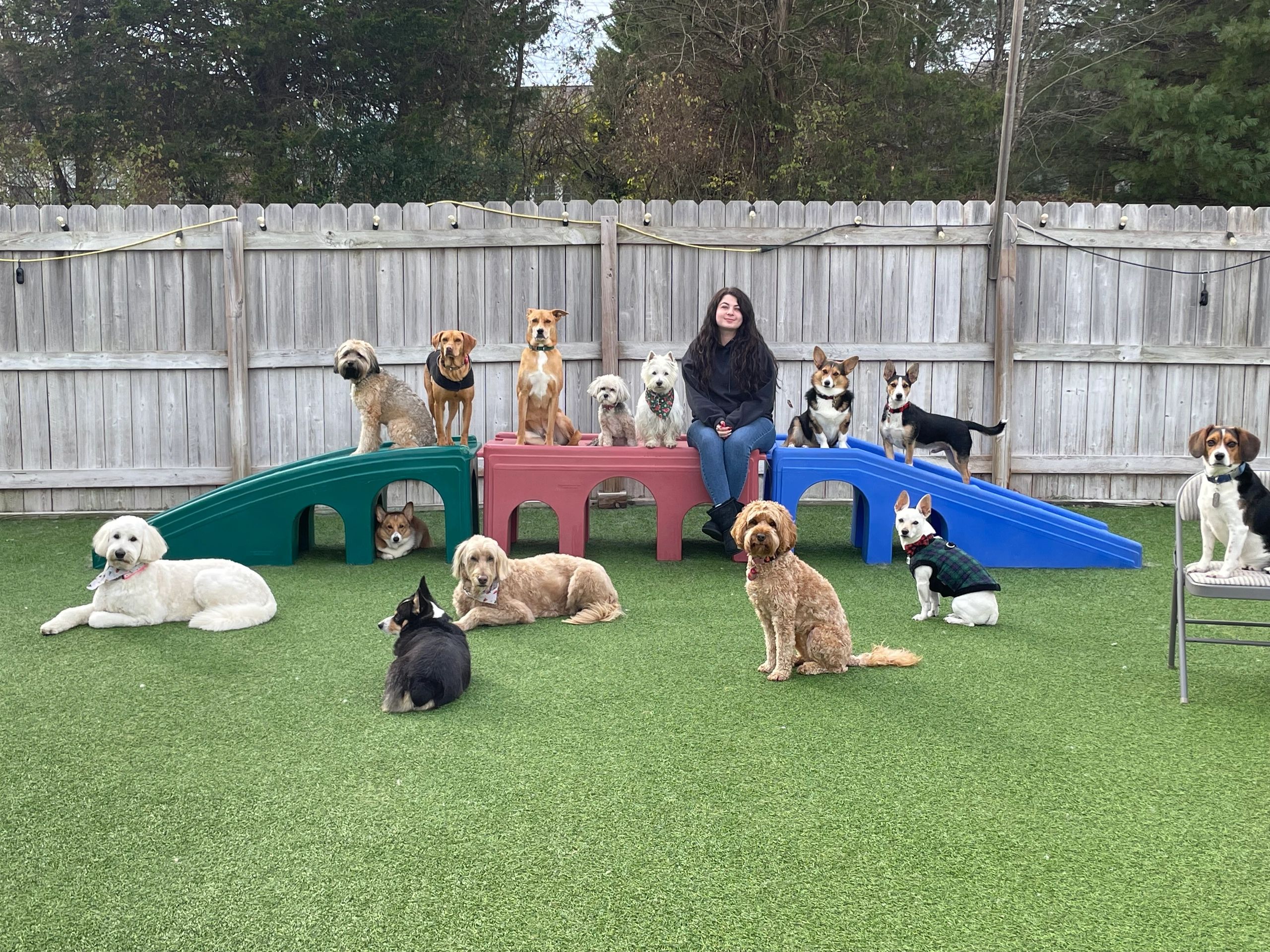 ultimuttknoxville-doggy-daycare-canine-fitness